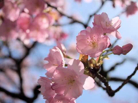 晴れた4月に美しく咲いたピンク色のサクラ「八重紫桜（ヤエムラサキサクラ）」