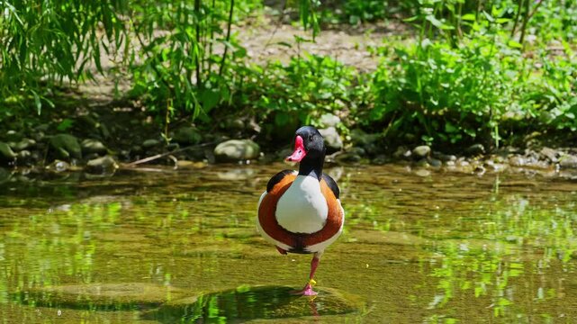 The common shelduck, Tadorna tadorna is a waterfowl species of the shelduck genus, Tadorna.