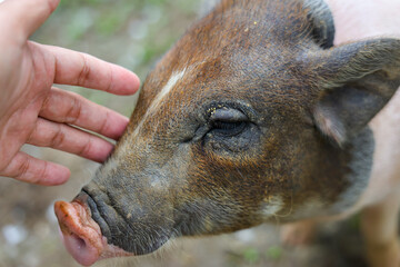 Obraz premium Close up portrait of young wild boar receiving gentle human touch, showing coarse brown fur, snout, closed eye, and calm animal welfare interaction in natural setting