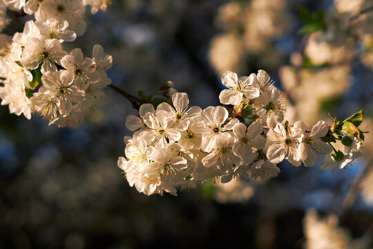White cherry blossoms on a sunlit branch with soft natural bokeh background
