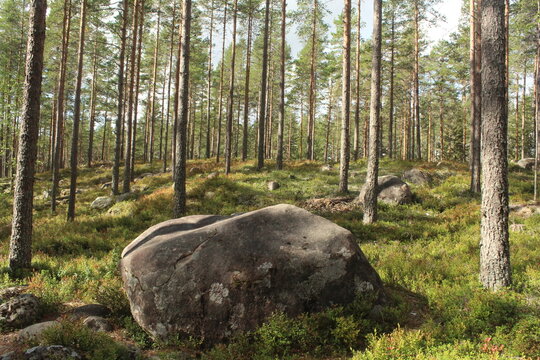 pine forest in the forest