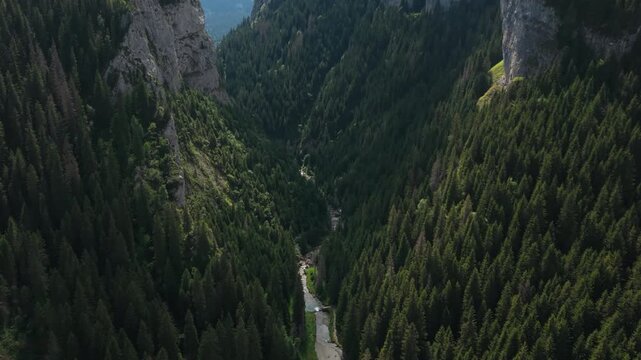 Deep Forest Ravine Through Zanoaga Gorge