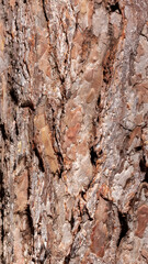 Pine tree bark texture, natural forest wood background © MariiaDemchenko