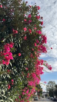 Blooming pink oleander flowers and lush green leaves against a bright, cloudy sky background