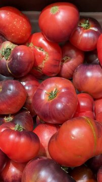 Heirloom tomatoes of varying colors and sizes in vertical format for food background use
