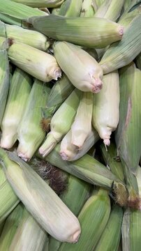 Pile of fresh corn cobs with husks in natural lighting background