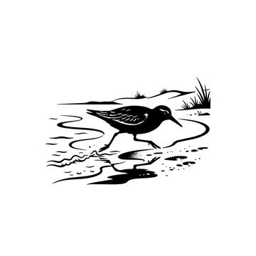 Black and white sandpiper bird on beach vector illustration