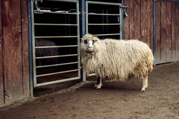 Fluffy sheep standing outside a wooden barn with metal gates on a farm yard © dizfoto1973