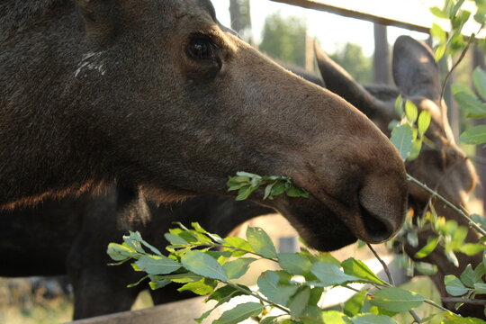 moose eating in the meadow