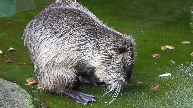 A nutria, also known as a coypu, sits by a water body in its natural environment. the vivid green of the surrounding foliage contrasts with the nutria's wet fur, offering an authentic glimpse into wil