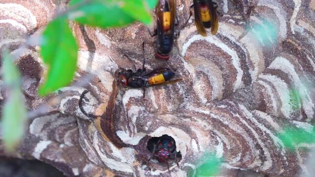 Fancy-colored paper nest (colony) of lesser banded hornet (Vespa affinis) from Hong Kong Island. It is dengerous insect with aggressive behavior and powerful sting (life-threatening anaphylaxis)