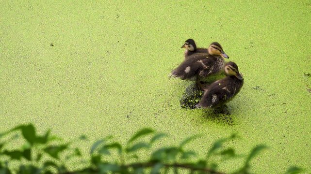 Cute Mallard Ducklings Jumping Into Water From Log in Swamp, 4K. Baby ducks resting on a submerged log in a vibrant green pond covered in thick duckweed, and finally jump into the water to swim away.