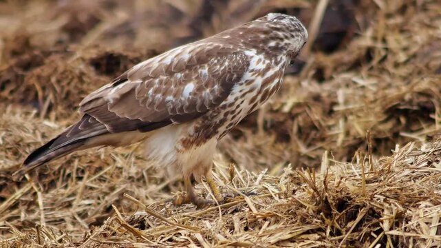 Common Buzzard Perched on a Manure Pile in a Rural Winter Landscape, Wild Bird of Prey in Germany, 4K