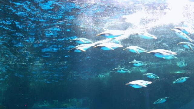 Flock of gentoo penguins, Pygoscelis Papua, swimming swiftly underwater. 4K