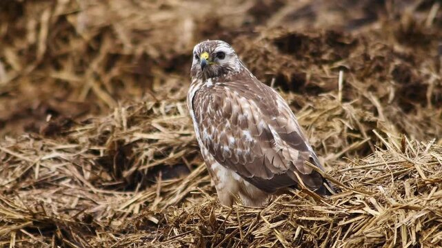 Common Buzzard Perched on a Manure Pile in a Rural Winter Landscape, Wild Bird of Prey in Germany, 4K