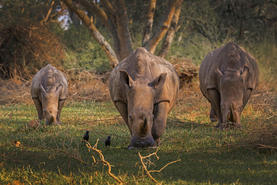 White rhinoceros with oxpecker birds on its back moving through dense vegetation in Uganda, Africa.