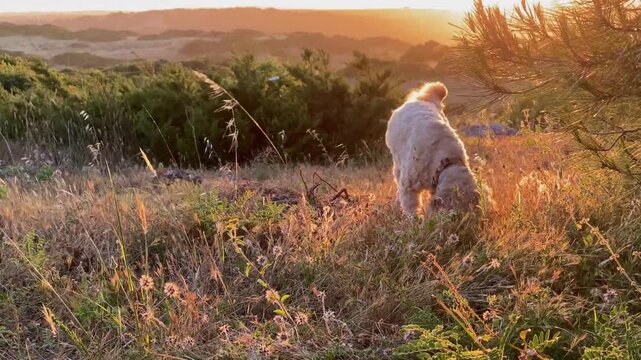 Cute fluffy cockapoo dog exploring grassy hill during golden hour at sunset.