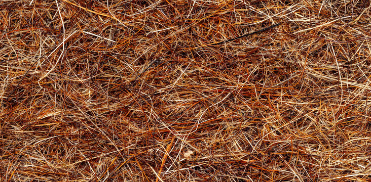 Dense dry pine needle texture in warm brown and beige tones for natural background design -Serie NF01