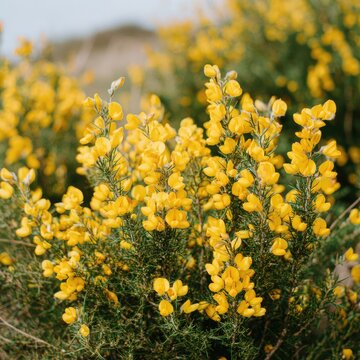 Close-up of bright yellow gorse flowers in bloom