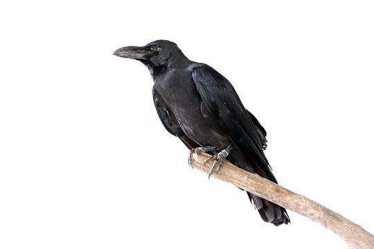 Australian raven (Corvus coronoides) closeup on branch, Australian Raven (Corvus coronoides) isolated on white background
