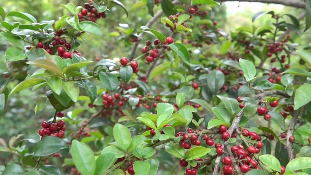 Rockspray, cotoneaster (Cotoneaster horizontalis with red fruits, ornamental bushe. Hong Kong Island