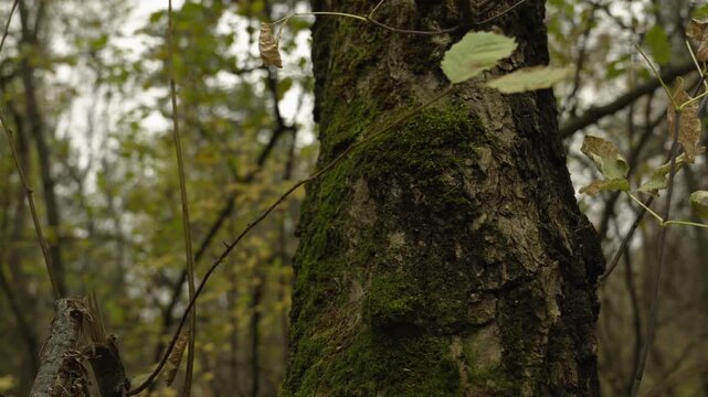 Moss on a tree trunk in the forest, in close-up. The tranquility of a dense forest.