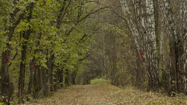 Autumn trail through the forest strewn with yellow leaves. The concept of autumn. autumn park.