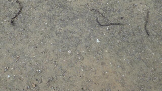 A lot of tropical earthworms crawled out onto the dirt road after the rain. Worm migration in favorable humid conditions. Hong Kong Island. The worms dried up after the rain, could not overcome 