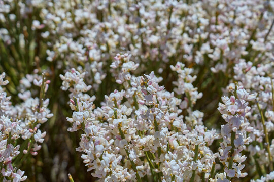 Teide broom in bloom, Tenerife