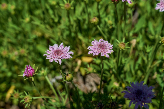 Rosalillo de cumbre flowers, Tenerife