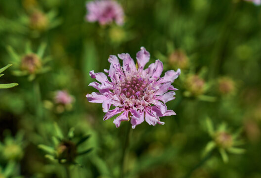 Rosalillo de cumbre in bloom, Tenerife