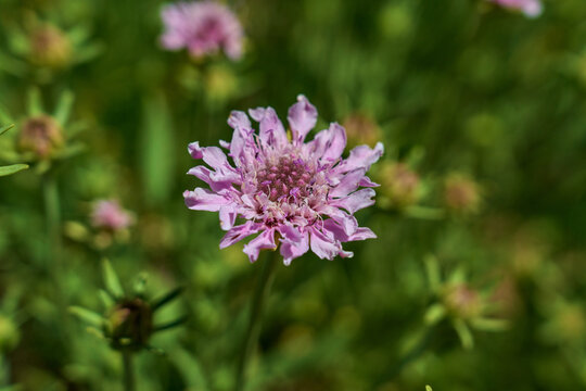 Rosalillo de cumbre in bloom, Tenerife