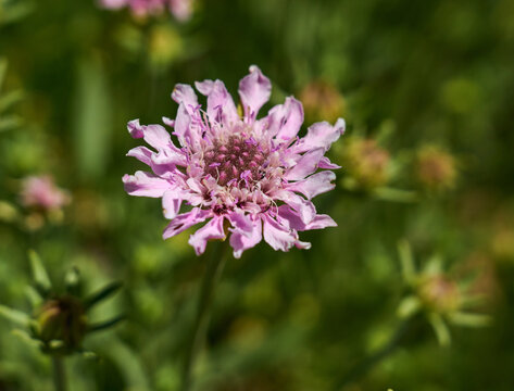 Rosalillo de cumbre in bloom, Tenerife