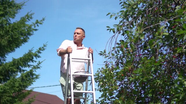 Funny man on ladder eating cherries and spitting pits in summer garden.