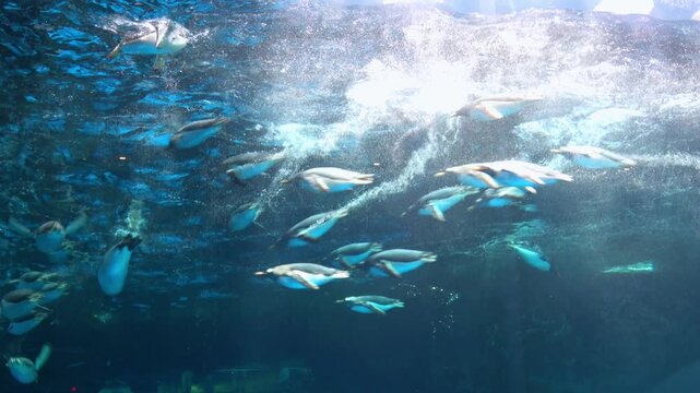 Full-body shot of a group of gentoo penguins, Pygoscelis Papua, swimming swiftly underwater. 4K