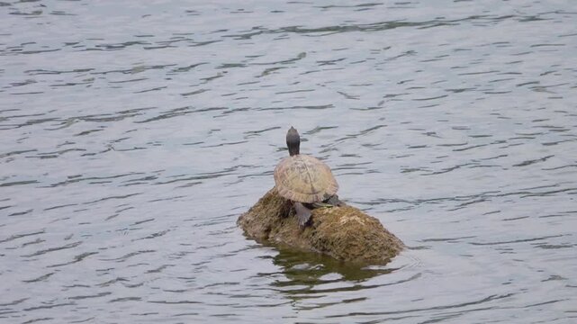 A turtle Amboina is resting on a rock in the middle of a pond in Hong Kong Island.