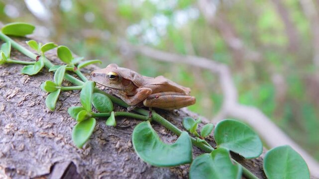 Probably Indian tree frog Polypedates maculatus from Hong Kong Island