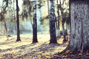 Fototapeta premium autumn park, nature landscape, trees in a seasonal background