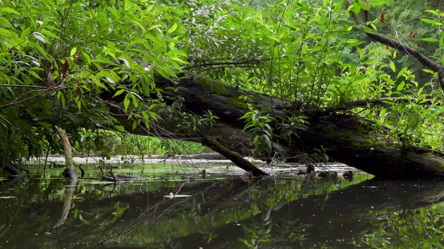 Mother Mallard Duck and Ducklings Swimming Under Leaning Mossy Tree, 4K. Static shot of other mallard duck leading her line of cute fluffy ducklings as they swim together across a calm forest pond.