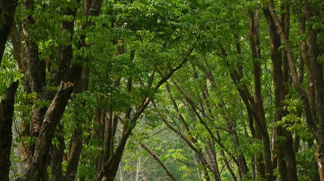 Camera tilt up shot of tropical rubber tree plantation with dense green canopy and lush foliage