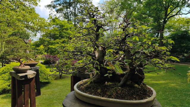 bonsai beech tree in ceramic pot
