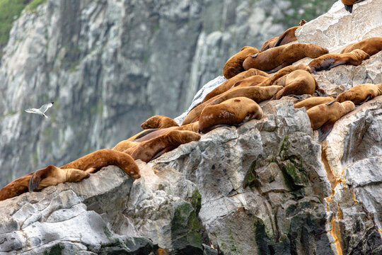 Sea lions on the rocks of Pacific ocean