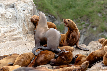 Naklejka premium Sea lions on the rocks of Pacific ocean