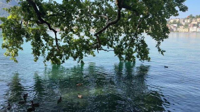 Tranquil Lake Vista: Lush tree branches frame a serene lake with calm, clear water. Ducks swim peacefully on the surface, with a distant cityscape visible across the water.