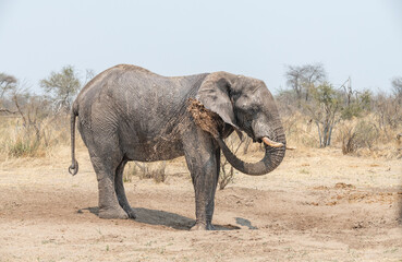 Mud covered Elephant stealing water from a broken water pipe near the Boteti River, Botswana, Africa © dvlcom