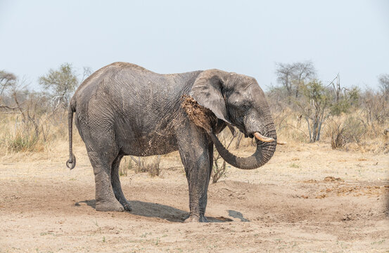 Mud covered Elephant stealing water from a broken water pipe near the Boteti River, Botswana, Africa