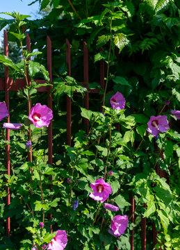 Rose of Sharon, Hibiscus syriacus, displays purple pink trumpet flowers with dark red centers against dense green foliage and a metal fence. Commercial botanical image for flowering hedge, privacy pla