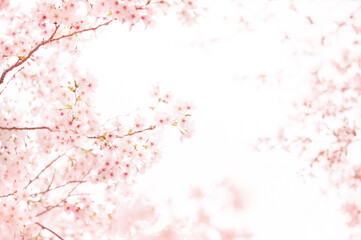 Obraz premium 春の光に包まれる淡いピンクの桜とやわらかなボケ背景