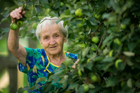 Portrait of an elderly woman holding an apple tree branch in a green orchard and looking at the camera