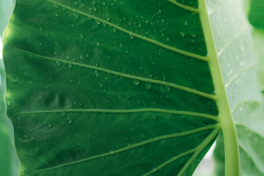 Closeup green leaf with rain drop texture background. Elephant ear leaf with parallel venation line and water drops. Botanical garden. Greenery wallpaper for spa or mental health and mind therapy.